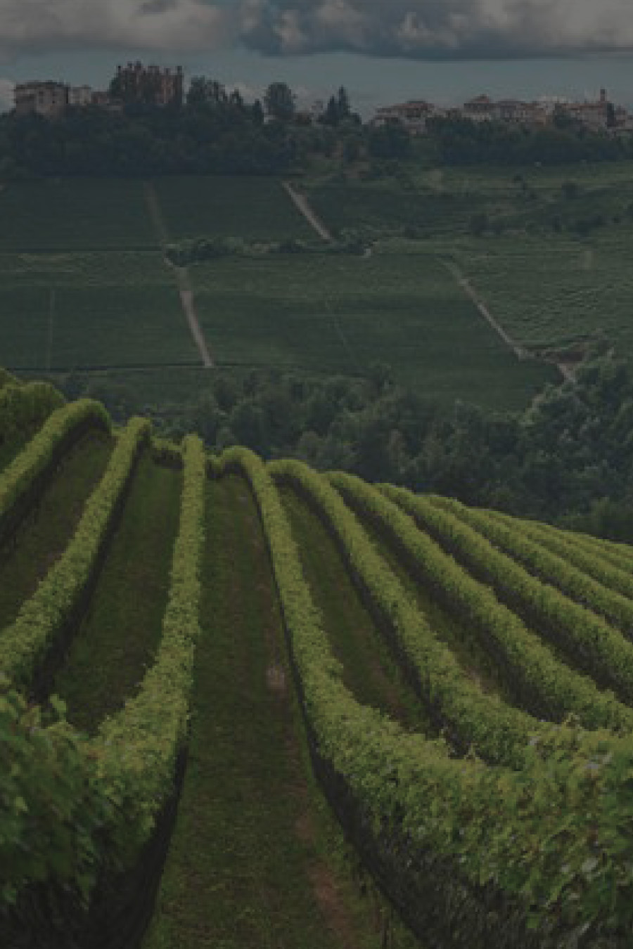 vigneti